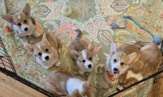 WESLH CORGI PEMBROKE, szczeniak na sprzedaż, kontakt przez Whatsapp +48736614543, , Zonia