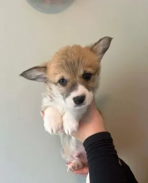 WESLH CORGI PEMBROKE, szczeniak na sprzedaż, kontakt przez Whatsapp +48736614543, , Zonia