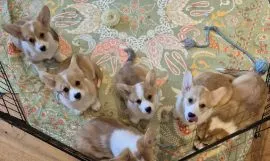 WESLH CORGI PEMBROKE, szczeniak na sprzedaż, kontakt przez Whatsapp +48736614543
