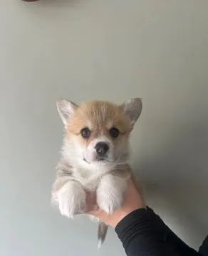 WESLH CORGI PEMBROKE, szczeniak na sprzedaż, kontakt przez Whatsapp +48736614543, , Zonia