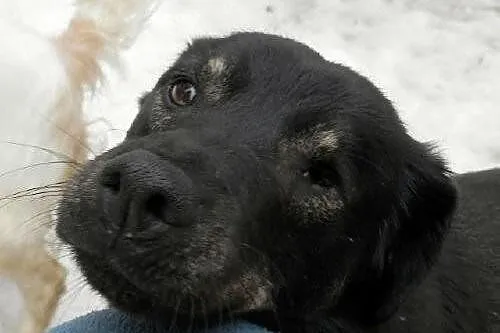 Żuczek jest małym, kanapowym pieskiem idealny na k