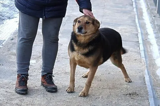 Selen, wesoły, niekonfliktowy psiak do pokochania!