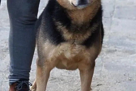 Selen, wesoły, niekonfliktowy psiak do pokochania!