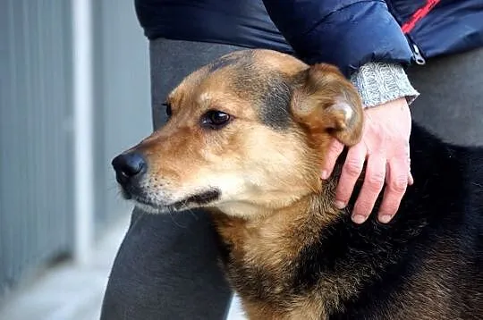 Selen, wesoły, niekonfliktowy psiak do pokochania!