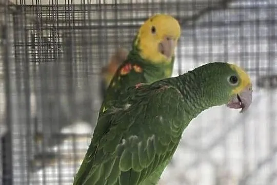 Amazonka Oratrix Magna, żółtogardła., Małopolskie, Skawina