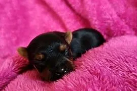 Piesek yorkshire terrier do rezerwacji