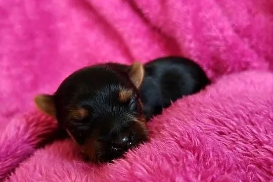 Piesek yorkshire terrier do rezerwacji