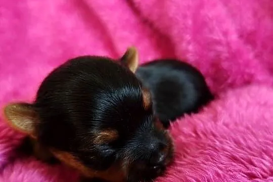 Piesek yorkshire terrier do rezerwacji, Kujawsko-pomorskie, Łążynek