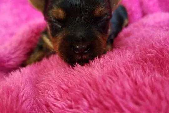 Piesek yorkshire terrier do rezerwacji, Kujawsko-pomorskie, Łążynek