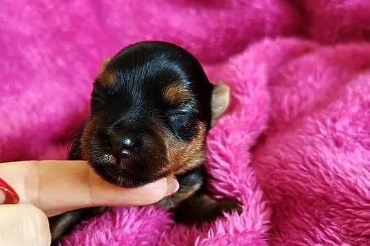 Piesek yorkshire terrier do rezerwacji, Kujawsko-pomorskie, Łążynek