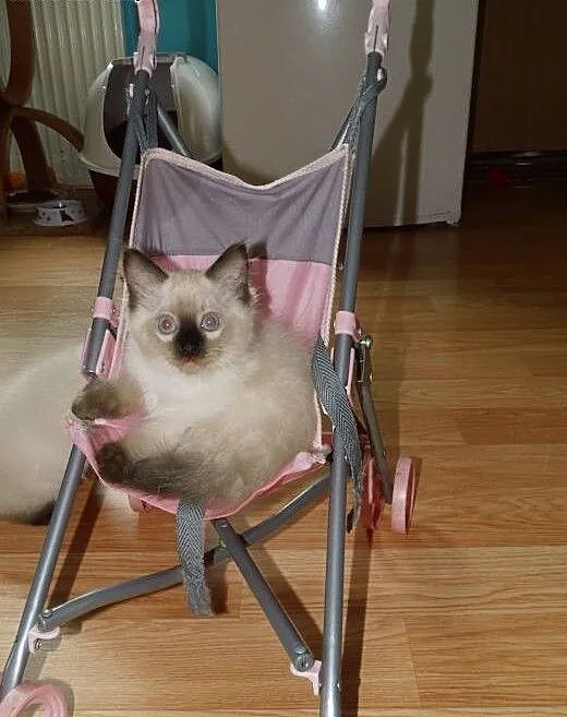 Puchate maluszki Ragdoll szukają nowych domków. Ro