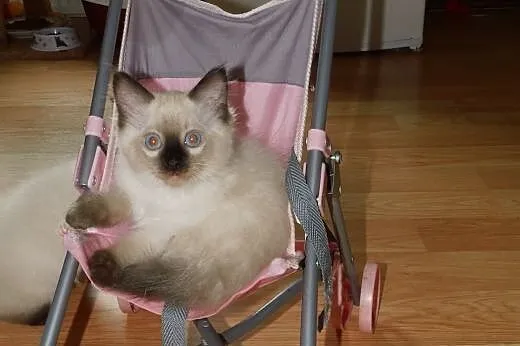Puchate maluszki Ragdoll szukają nowych domków. Ro