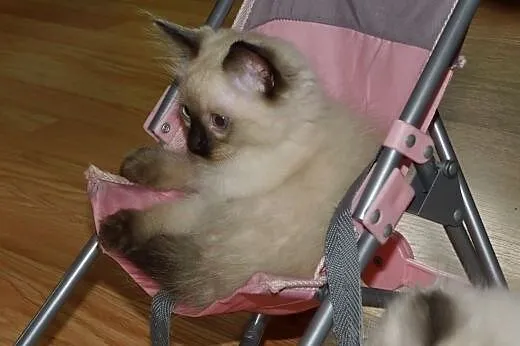 Puchate maluszki Ragdoll szukają nowych domków. Ro