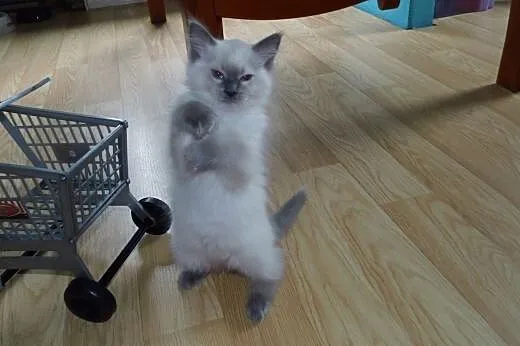 Puchate maluszki Ragdoll szukają nowych domków. Ro