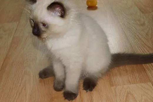 Puchate maluszki Ragdoll szukają nowych domków. Ro
