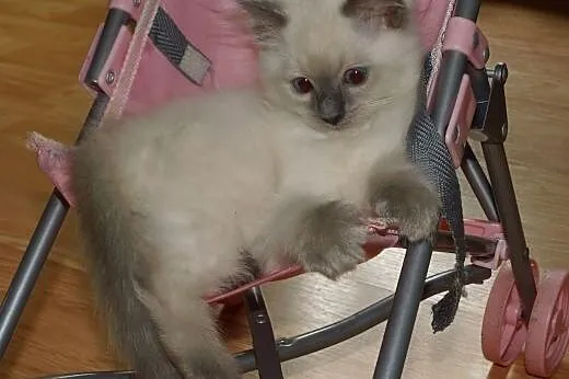 Puchate maluszki Ragdoll szukają nowych domków. Ro