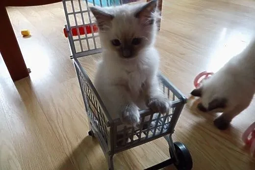Puchate maluszki Ragdoll szukają nowych domków. Ro