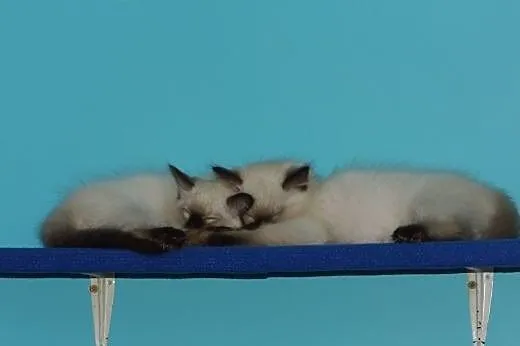 Puchate maluszki Ragdoll szukają nowych domków. Ro