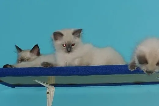 Puchate maluszki Ragdoll szukają nowych domków. Ro
