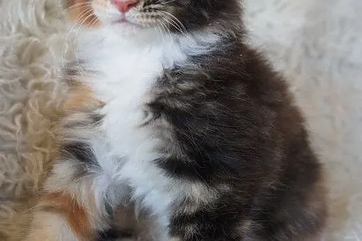 MAINE COON - piękne,  podkarpackie Boguchwała