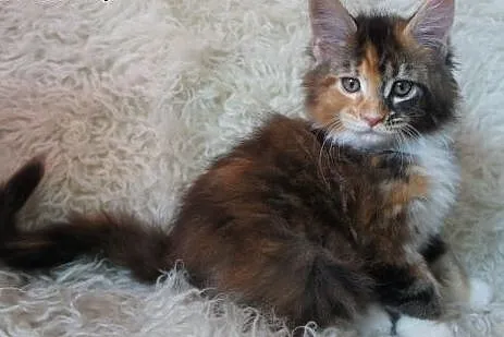 MAINE COON - piękne,  podkarpackie Boguchwała