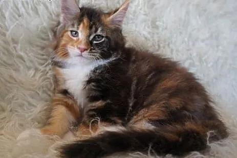 MAINE COON - piękne,  podkarpackie Boguchwała