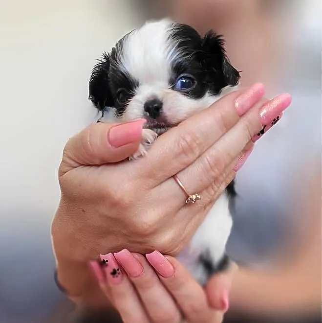 Chihuahua długowłosy, Łódzkie, Łódź