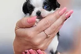 Chihuahua długowłosy