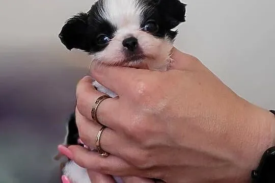 Chihuahua długowłosy, Łódzkie, Łódź