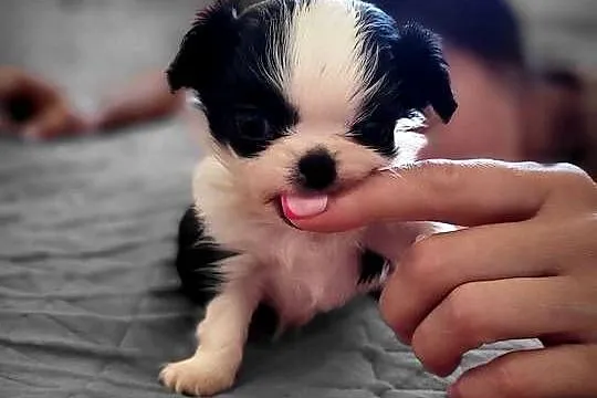 Chihuahua długowłosy, Łódzkie, Łódź