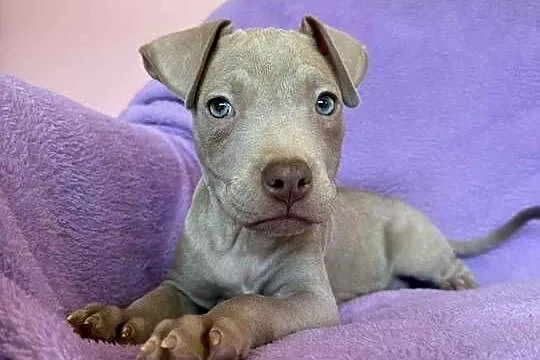 American Pit Bull silverfawn pitbull, Łódzkie, Sieradz
