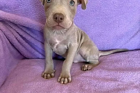 American Pit Bull silverfawn pitbull, Łódzkie, Sieradz