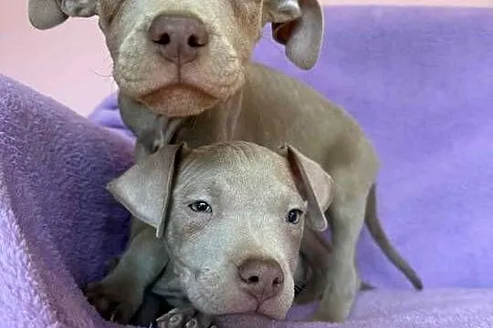 American Pit Bull silverfawn pitbull, Łódzkie, Sieradz