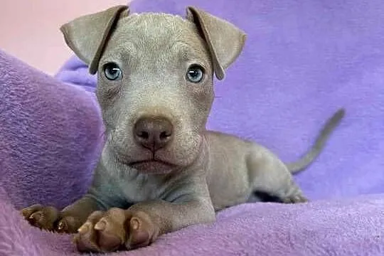 American Pit Bull silverfawn pitbull, Łódzkie, Sieradz