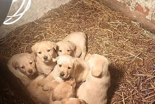 Labrador Retriever z Rodowodem, Wielkopolskie, Poświętno