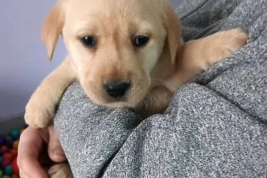 Labrador Retriever z Rodowodem, Wielkopolskie, Poświętno