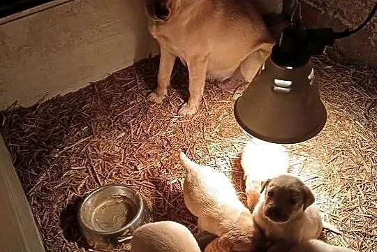 Labrador Retriever z Rodowodem, Wielkopolskie, Poświętno