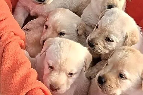 Labrador Retriever z Rodowodem, Wielkopolskie, Poświętno