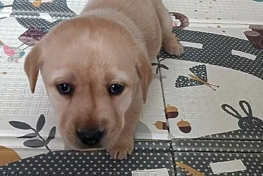 Labrador Retriever z Rodowodem, Wielkopolskie, Poświętno
