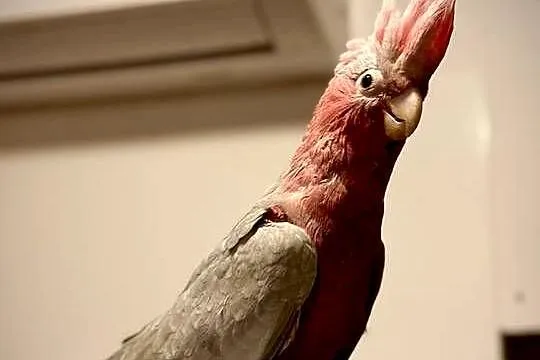 Kakadu różowe ręcznie karmione oswojone młode, Śląskie, Dąbrowa Górnicza