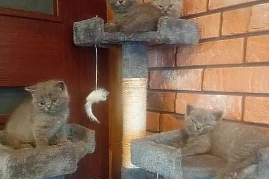 Kotek brytyjski liliowy