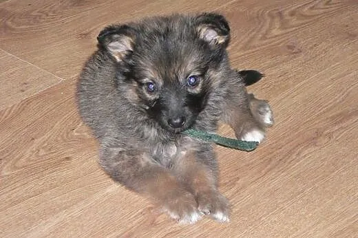 Kasperek szczeniak 8 tyg. kochany, puchaty ADOPCJA