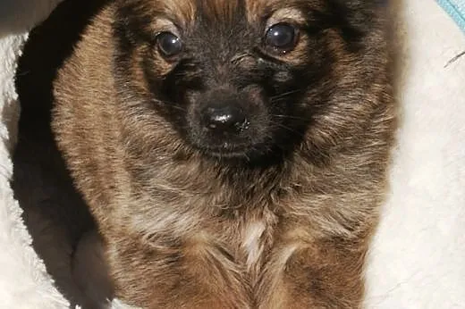 Kasperek szczeniak 8 tyg. kochany, puchaty ADOPCJA