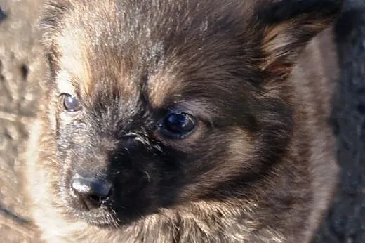 Kasperek szczeniak 8 tyg. kochany, puchaty ADOPCJA