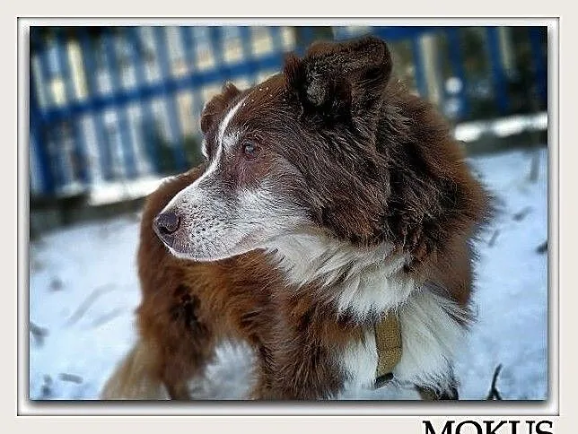 10 kg,przytulaśny,łagodny,bardzo towarzyski,8 letni piesek MOKUŚ.Adopcja, Śląskie, Katowice
