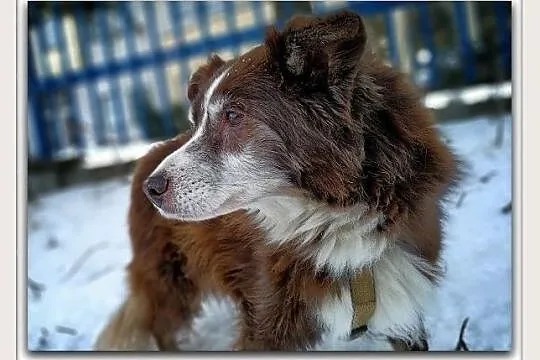 10 kg,przytulaśny,łagodny,bardzo towarzyski,8 letni piesek MOKUŚ.Adopcja
