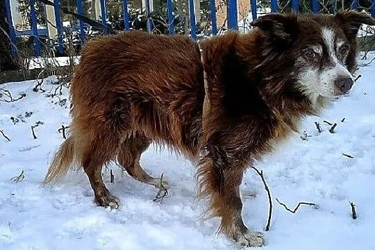 10 kg,przytulaśny,łagodny,bardzo towarzyski,8 letni piesek MOKUŚ.Adopcja, Śląskie, Katowice