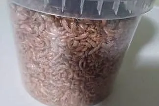 Sprzedam suszony Gammarus