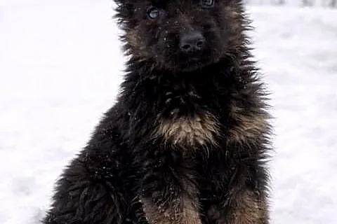 Owczarek Niemiecki długowłosy, Kujawsko-pomorskie, Sosnowo