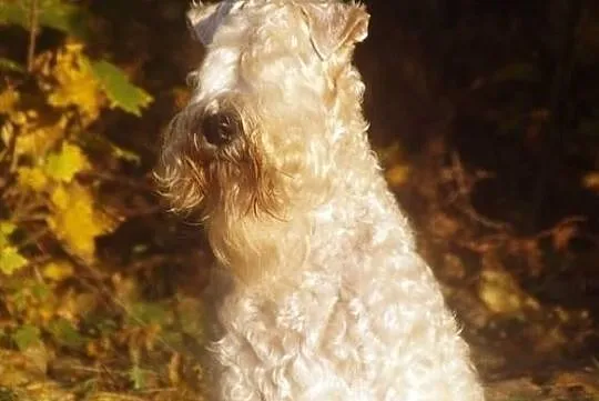 Irish Soft Coated Wheaten Terrier- terier pszenicz, Otrębusy
